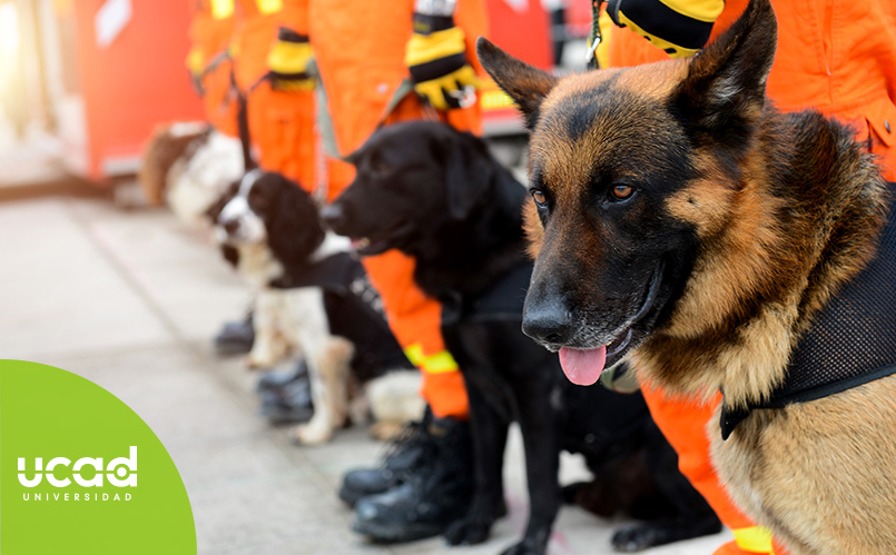 Razas de perro más usadas en rescates