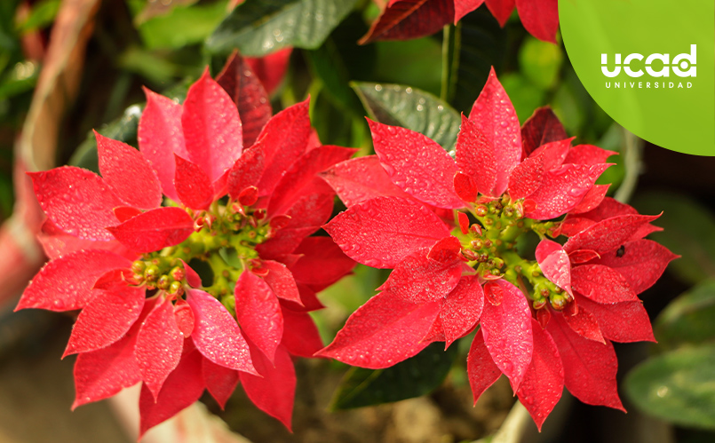 ¿Cuál es el origen de la flor de nochebuena?